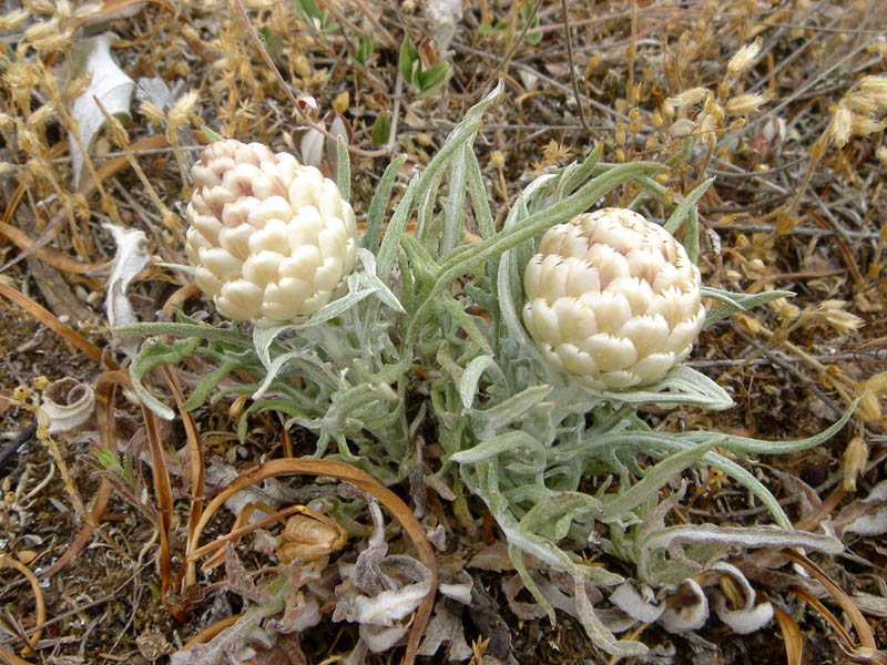 Rhaponticum coniferum photo